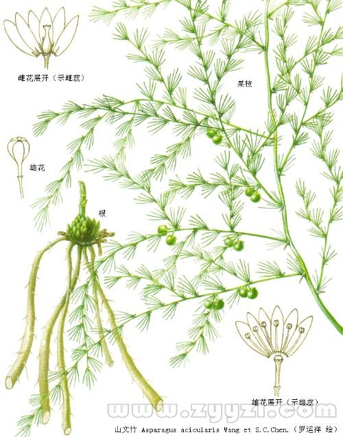 文竹哪个属相不能养，属相与文竹，哪些生肖不宜养？
