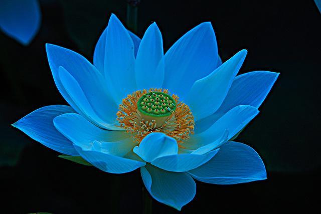 燕子做窝代表什么预兆,燕子做窝的预兆 燕子做窝代表什么预兆,燕子做窝的预兆